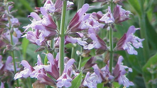 Žalfija  (Salvia officinalis)