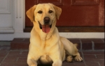 Labrador