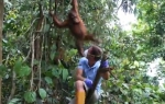 Orangutan