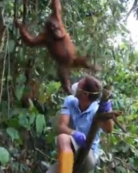 Orangutan