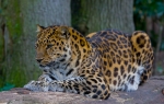 Amur leopard