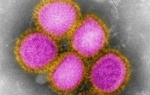 Virus gripa