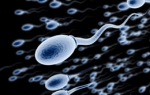 spermatozoid