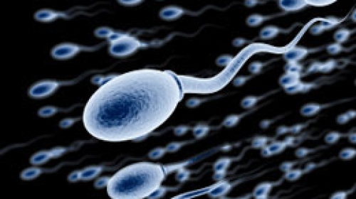 spermatozoid