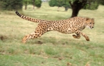 Gepard