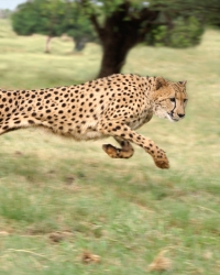 Gepard