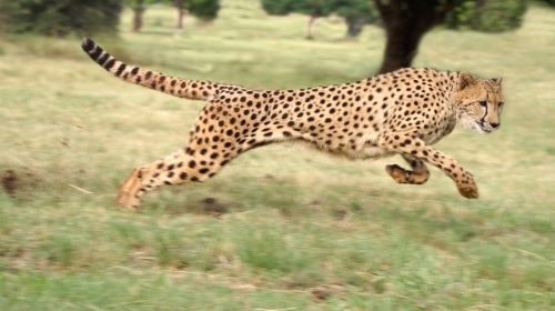 Gepard