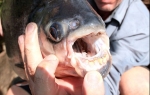 Pacu