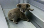 Koala hapšenje policija Australija | Foto: Facebook