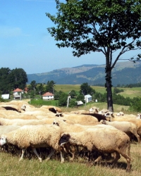 Stado ovaca na Zlataru