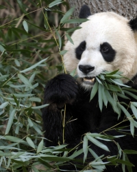 Biljojed završio kao meso - Panda