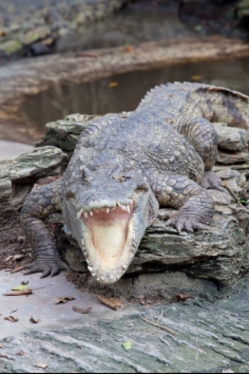 Gustav je čak tri puta veći od rođaka!