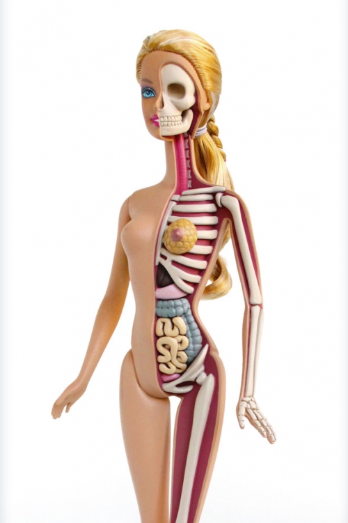 Anatomska Barbi