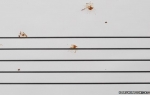 Bird Sheet Music