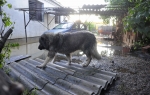 Poplave u Obrenovcu Foto: Dušan Milenković