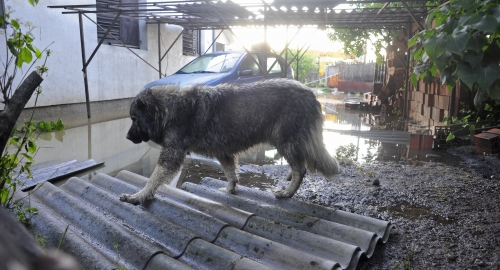 Poplave u Obrenovcu Foto: Dušan Milenković | Foto: 