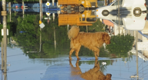 Poplave u Obrenovcu Foto: Dušan Milenković | Foto: 