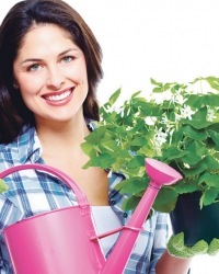 Pelargonija cveta, lepa je, šarena i može da podnese mnogo sunčanih  dana i izdrži visoke temperature