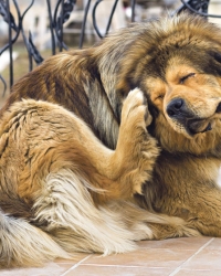 Većina preparata je  toksična za štence i mačiće i zato se uvek  prvo posavetujte  sa veterinarom