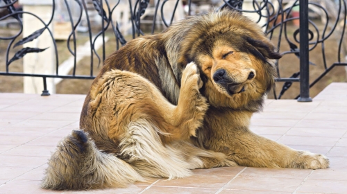 Većina preparata je  toksična za štence i mačiće i zato se uvek  prvo posavetujte  sa veterinarom