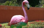 Ružičasti flamingosi