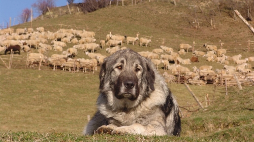 Šarplaninac