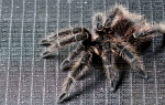 Tarantula