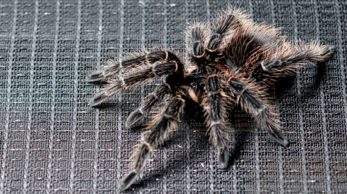 Tarantula