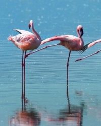 Ružičasti flamingosi