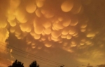 Mamatus oblaci