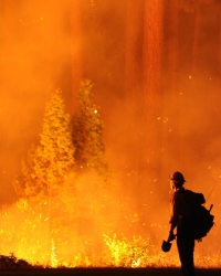 Šumski požar / Foto: Profimedia